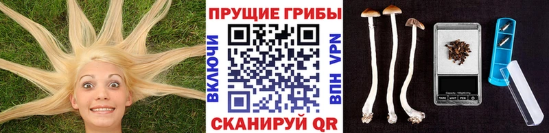 купить  сайты  Люберцы  Псилоцибиновые грибы мицелий 